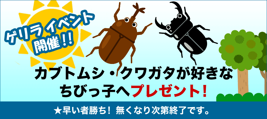 カブトムシ・クワガタが好きなちびっ子へプレゼント！早い者勝ち！無くなり次第終了です！
